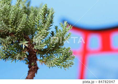 Bonsai Tree and Torii Gate Close up Shallow DOF Bonsai Tree and Torii Gate Close up Shallow DOF 84782047