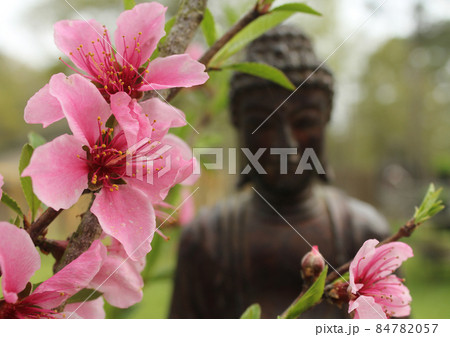 Pink Peach Blossoms with Buddha Statue in Background Pink Peach Blossoms with Buddha Statue in Background 84782057