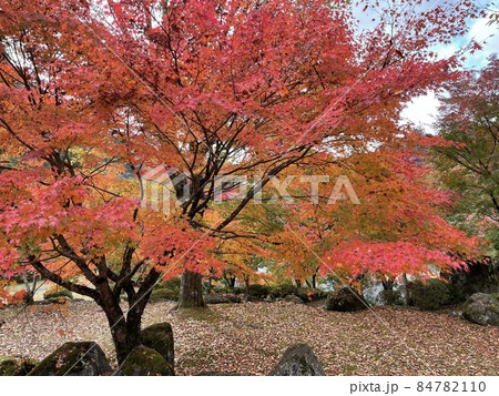 紅葉 紅葉 84782110