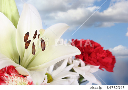 White Easter Lily Closeup on blue Shallow DOF 84782343