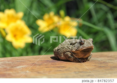 Texas Toad Anaxyrus speciosus in Flower Garden With Blurred Flowers in Background Shallow DOF Texas Toad Anaxyrus speciosus in Flower Garden With Blurred Flowers in Background Shallow DOF 84782357