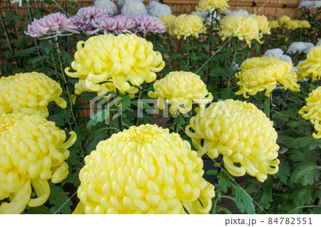 菊の展示会 大菊 菊の展示会 大菊 84782551