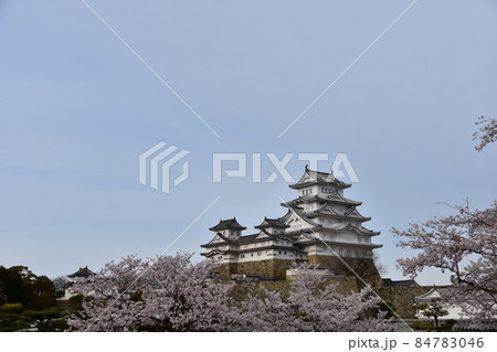 日本の兵庫県の姫路市　世界遺産で国宝でもある姫路城　春の桜と立派な天守閣 84783046
