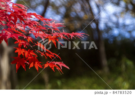 晩秋の武蔵野の雑木林を赤く彩る楓の紅葉 84783520