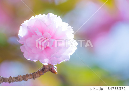 八重桜 八重桜 84783572