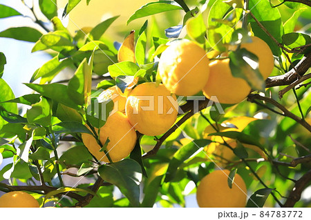収穫間近のゆずの実　 84783772