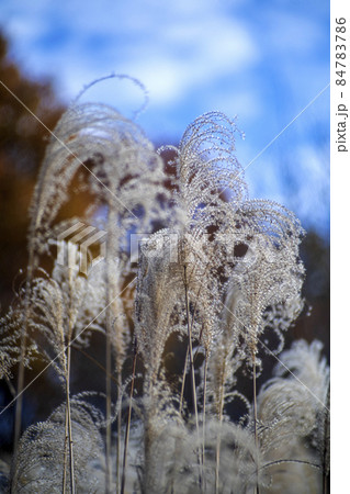 晩秋の武蔵野の雑木林に広がるススキの群生の銀色の輝き 84783786