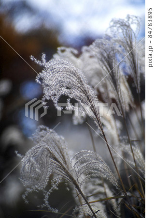 晩秋の武蔵野の雑木林に広がるススキの群生と銀色に輝く穂 84783895