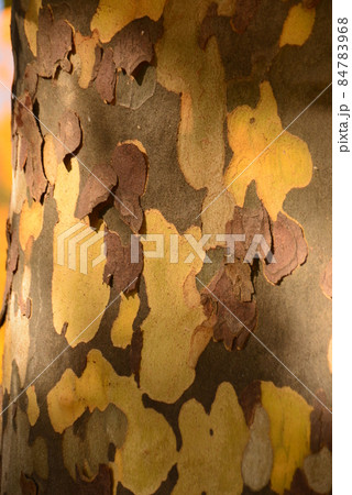 プラタナスの樹皮 84783968