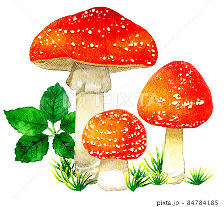 かわいい毒キノコのイラスト ベニテングタケの手描き水彩イラスト素材のイラスト素材