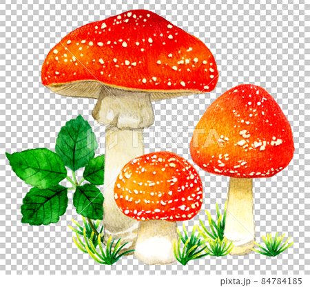 かわいい毒キノコのイラスト　ベニテングタケの手描き水彩イラスト素材 84784185