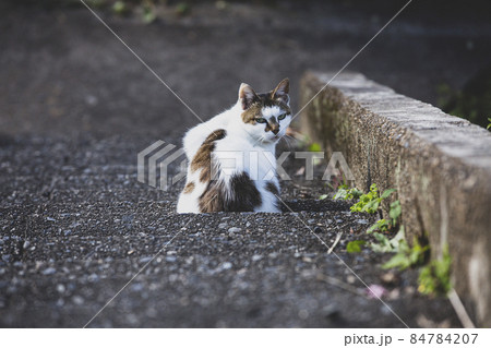 哲学の道の猫 哲学の道の猫 84784207