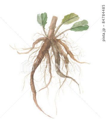 ギシギシ　羊蹄　根 84784485