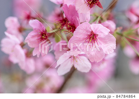 桜の花　春のイメージ 84784864