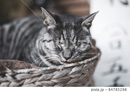 梅宮大社の猫 84785298