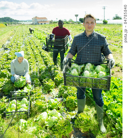 Lettuce harvesting process on the plantation 84785840