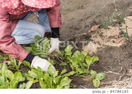 那花を収穫するシニア女性 84786185