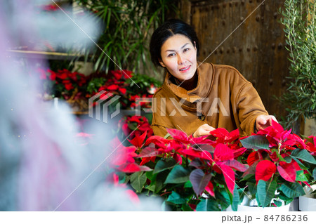 Asian woman chooses Poinsettia pulcherrima flowers 84786236