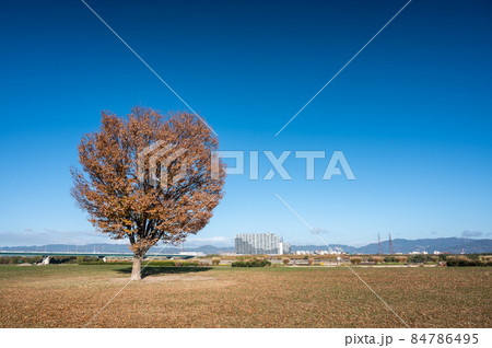 秋の淀川河川公園枚方地区 84786495