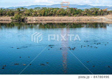 水鳥集まる淀川 84786496