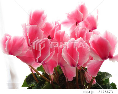 ピンク色のシクラメン 84786731