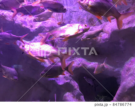 Multi-colored beautiful fish swim in an aquarium or underwater in the ocean on a coral reef. Concept: tourism, marine life, diving Multi-colored beautiful fish swim in an aquarium or underwater in the ocean on a coral reef. Concept: tourism, marine life, diving 84786774