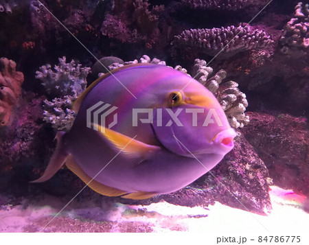 Freshwater aquarium as pseudo-sea. Aquascape and aquadesign Freshwater aquarium as pseudo-sea. Aquascape and aquadesign 84786775