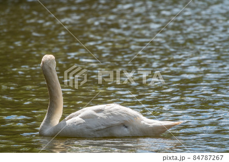 A graceful white swan swimming on a lake with dark green water. The white swan is reflected in the water A graceful white swan swimming on a lake with dark green water. The white swan is reflected in the water 84787267