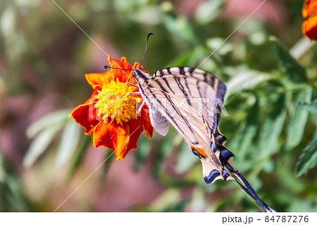 Beautiful Butterfly Scarce Swallowtail, Sail Swallowtail, Pear-tree Swallowtail, Podalirius. Latin name Iphiclides podaliriu. Butterfly collects nectar on flower. 84787276