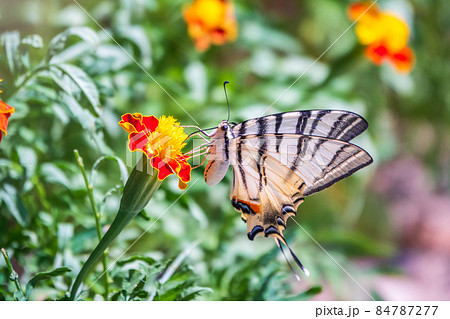 Beautiful Butterfly Scarce Swallowtail, Sail Swallowtail, Pear-tree Swallowtail, Podalirius. Latin name Iphiclides podaliriu. Butterfly collects nectar on flower. 84787277