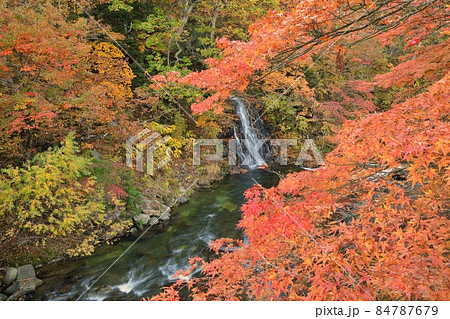 中野もみじ山晩秋 84787679
