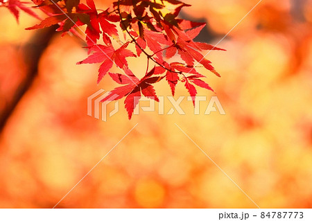 紅葉 紅葉 84787773