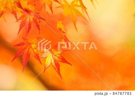 紅葉 84787783