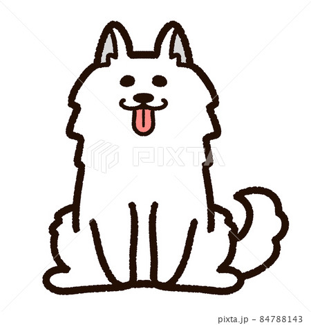 かわいいサモエド 84788143