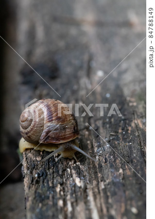 A snail crawls on a wooden dark table. Top view. 84788149