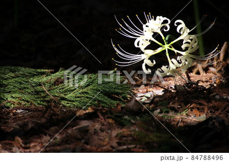 陽光に照らし出された曼珠沙華　【千葉県松戸市祖光院にて】 84788496