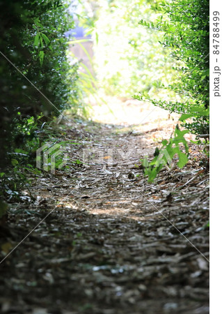 お寺に続く獣道 【千葉県松戸市祖光院にて】 お寺に続く獣道 【千葉県松戸市祖光院にて】 84788499