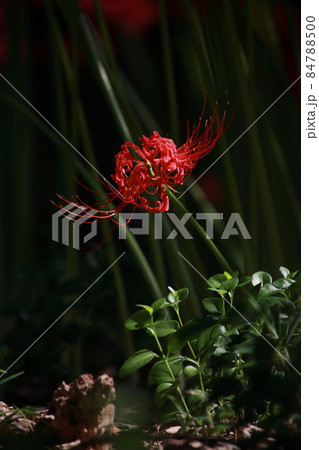 一輪の赤い曼珠沙華 【千葉県松戸市祖光院にて】 一輪の赤い曼珠沙華 【千葉県松戸市祖光院にて】 84788500