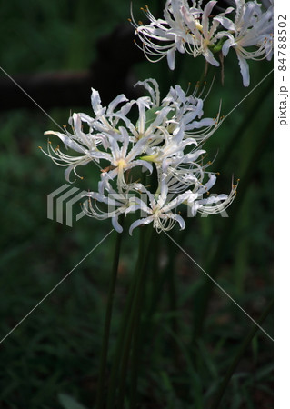 白い花の曼珠沙華 【千葉県松戸市祖光院にて】 白い花の曼珠沙華 【千葉県松戸市祖光院にて】 84788502