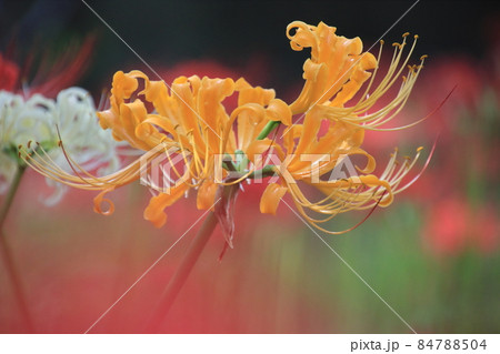 黄色い花の曼珠沙華　【千葉県松戸市祖光院にて】 84788504
