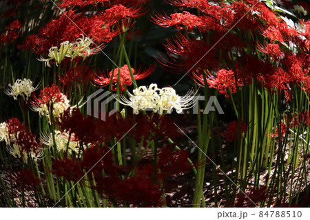 白と赤の曼珠沙華 魚眼レンズ風 【千葉県松戸市祖光院にて】 白と赤の曼珠沙華 魚眼レンズ風 【千葉県松戸市祖光院にて】 84788510