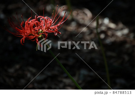 赤い曼珠沙華 【千葉県松戸市祖光院にて】 赤い曼珠沙華 【千葉県松戸市祖光院にて】 84788513