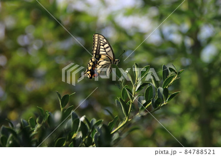 キアゲハ　【千葉県松戸市祖光院にて】 84788521