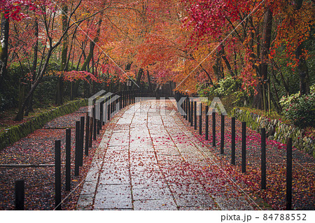 雨の日の光明寺の紅葉 84788552