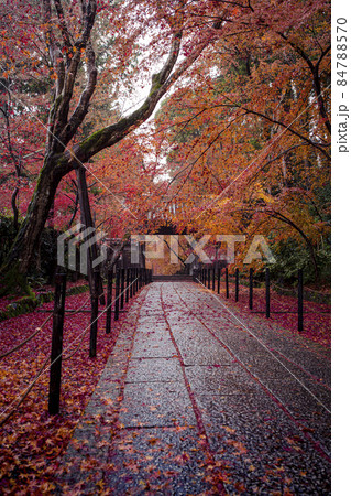 雨の日の光明寺の紅葉 雨の日の光明寺の紅葉 84788570