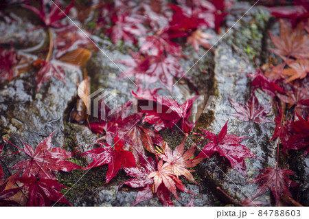 雨の日の光明寺の紅葉 雨の日の光明寺の紅葉 84788603