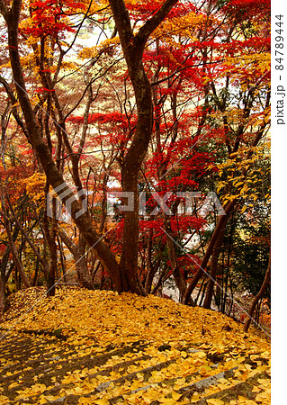 大分の人気紅葉スポット　耶馬渓「御霊もみじ」 84789444