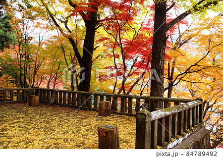 大分の人気紅葉スポット　耶馬渓「御霊もみじ」 84789492