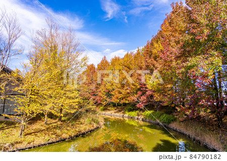 岐阜県海津市 モミジバフウの紅葉が美しい秋のアクアワールド水郷パークセンター 岐阜県海津市 モミジバフウの紅葉が美しい秋のアクアワールド水郷パークセンター 84790182