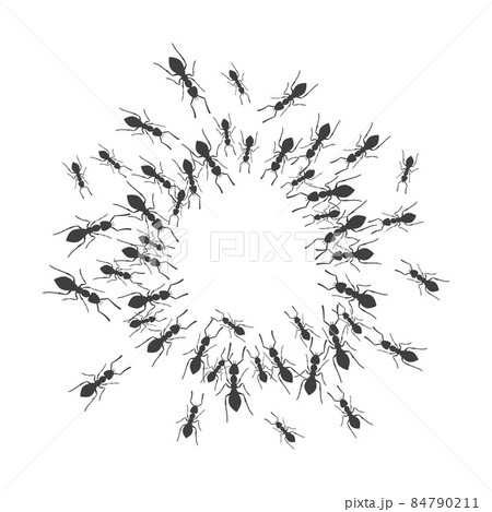 A colony of ants gathers in a circle. A group of insects around a place for a text. Vector A colony of ants gathers in a circle. A group of insects around a place for a text. Vector 84790211